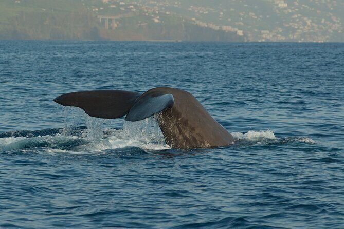 Madeira Dolphin & Whale Watching Tour - The Value of the Experience