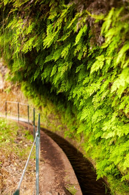 Madeira: PR 18 - Levada do Rei Hike Transfer - An In-Depth Look at the Levada do Rei Experience