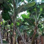 Madeira: Private Banana Farm Tour with Pickup - Scenic Overlook: Viewpoint RG3