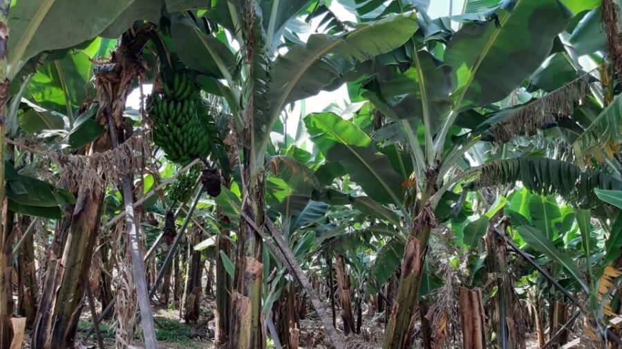 Madeira: Private Banana Farm Tour with Pickup - Scenic Overlook: Viewpoint RG3