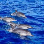 Madeira: Responsible Whales and/or Dolphins Watching Tour - Why This Tour Stands Out