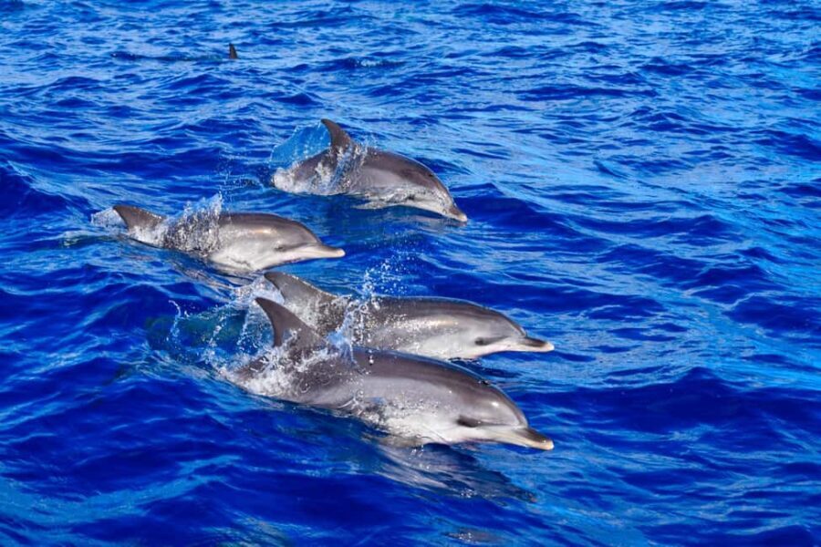 Madeira: Responsible Whales and/or Dolphins Watching Tour - Why This Tour Stands Out