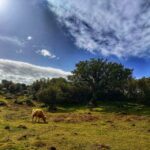 Madeira: Western Madeira Guided Trip & Fanal Mystic Forest - Authentic Experiences and Local Flavor