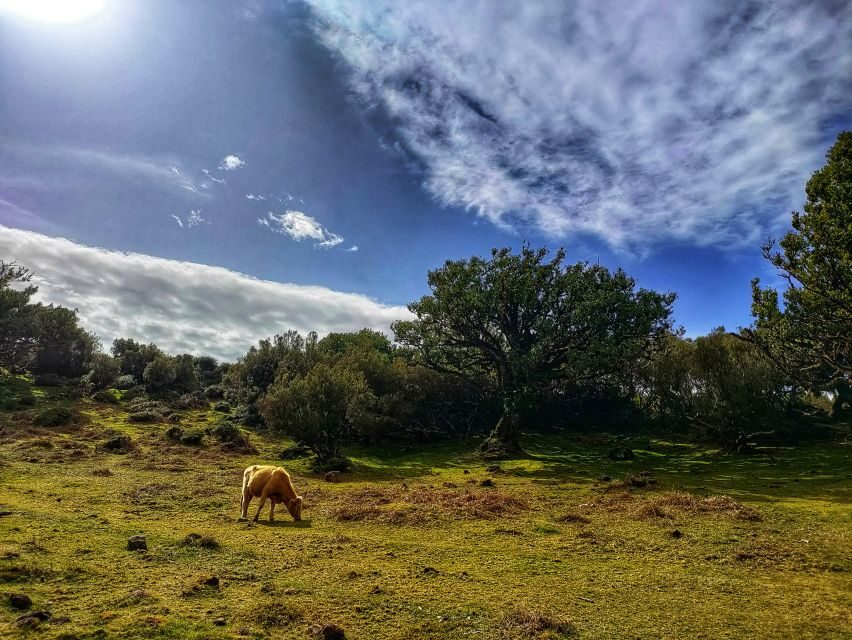 Madeira: Western Madeira Guided Trip & Fanal Mystic Forest - Authentic Experiences and Local Flavor