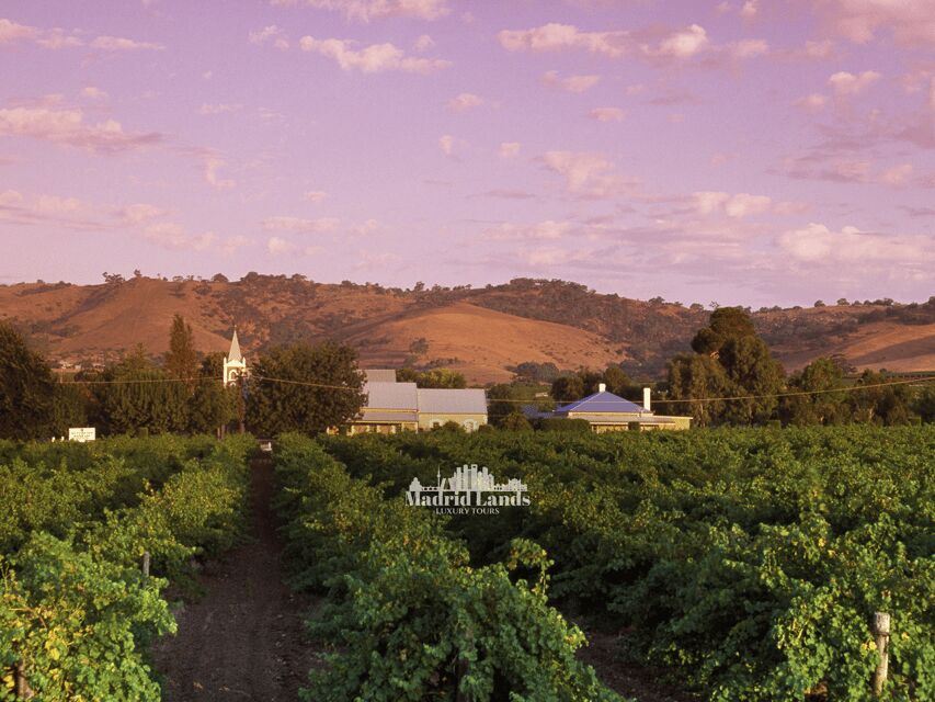Madrid: Luxury Winery Emilio Moro Tour - Who Is This Tour Best For?