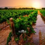Madrid: Luxury Winner and Ribera del Duero Tour - Exploring the Full Experience: A Deep Dive