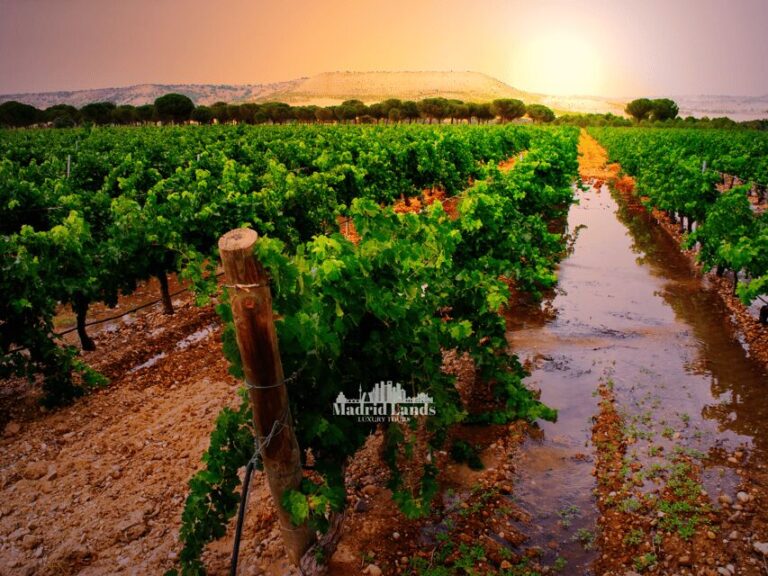Madrid: Luxury Winner and Ribera del Duero Tour - Exploring the Full Experience: A Deep Dive