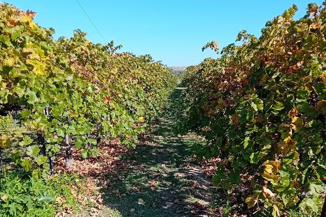 Madrid Wine Tour: Visit Two Wineries with Tastings - The Journey Back to Madrid