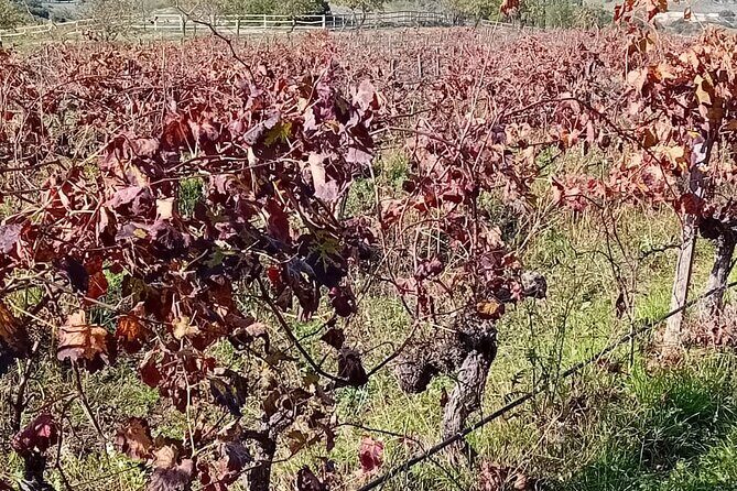 Madrid Winery Tour with Tasting & Sommelier Guide - Final Thoughts