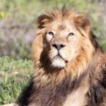 Madrid: Zoo Aquarium Madrid Ticket - A Detailed Look at Madrid’s Premier Wildlife Experience