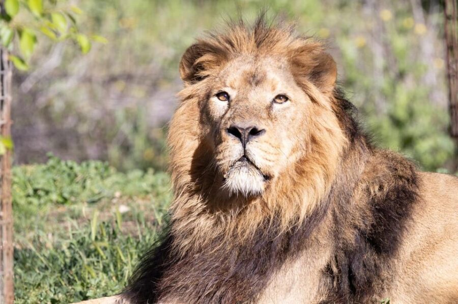 Madrid: Zoo Aquarium Madrid Ticket - A Detailed Look at Madrid’s Premier Wildlife Experience