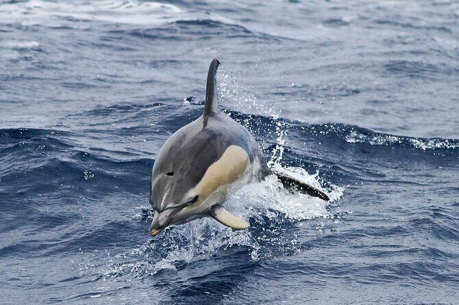 Magic Dolphin Sea Safaris - The Search for Marine Life