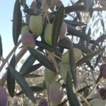Malaga: Olive Harvesting and Olive Oil Experience - FAQs