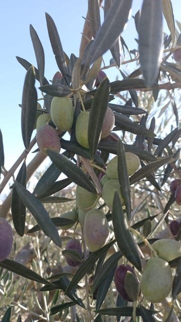 Malaga: Olive Harvesting and Olive Oil Experience - FAQs
