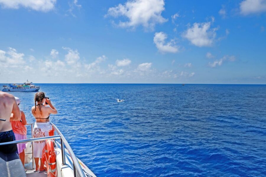 Mallorca: 2-Hour Dolphin Watching Cruise & Glass-Bottom Boat - FAQs