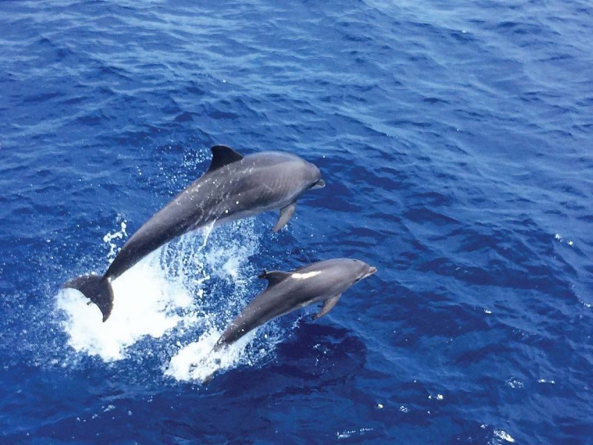 Mallorca: 3-Hour Afternoon Dolphin Watching Boat Tour - A Detailed Look at the Mallorca Dolphin Watching Tour