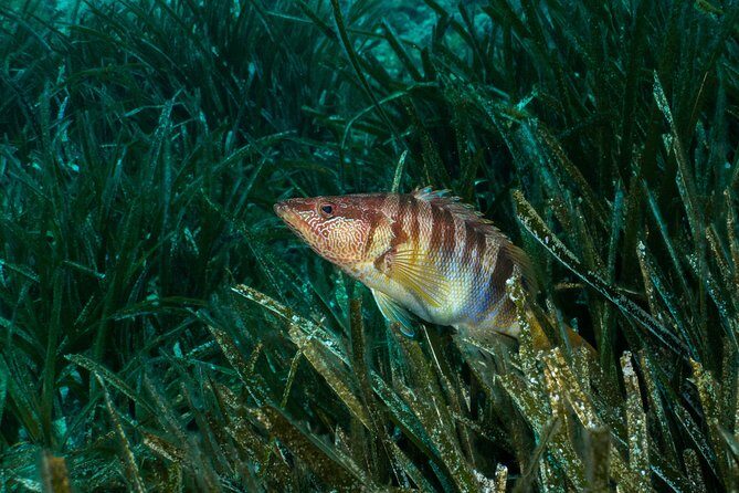 Mallorca: Discover Scuba Diving from the beach - The Highlights From Travelers