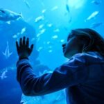 Mallorca: Dolphin Watching Cruise - An In-Depth Look at the Mallorca Dolphin Watching Cruise