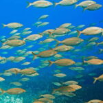 Mallorca: Snorkeling tour with instructor from a boat in a hidden bay - What to Expect During Your Snorkeling Adventure