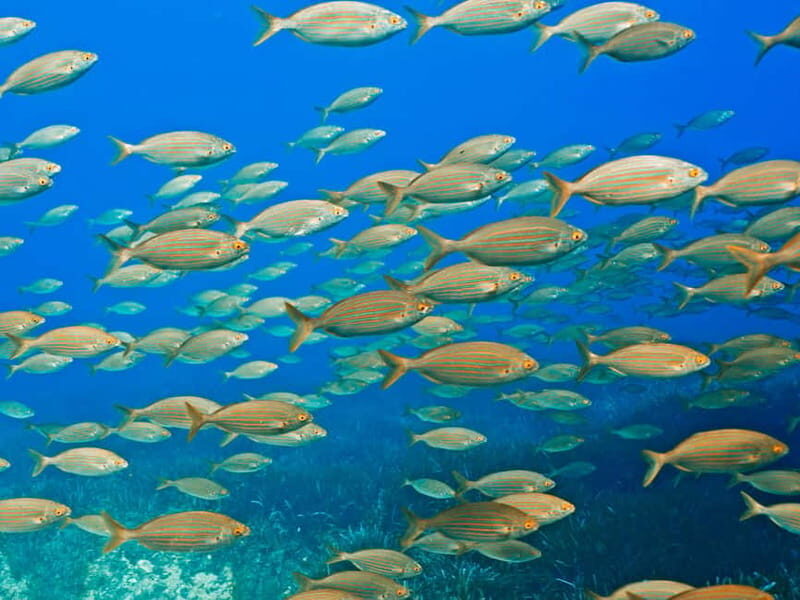 Mallorca: Snorkeling tour with instructor from a boat in a hidden bay - What to Expect During Your Snorkeling Adventure