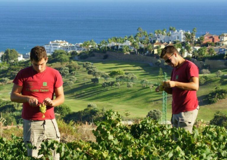 Manilva: Nilva Vineyard, Wine Tasting & Tapas Guided Tour - A Closer Look at the Manilva Wine Tour