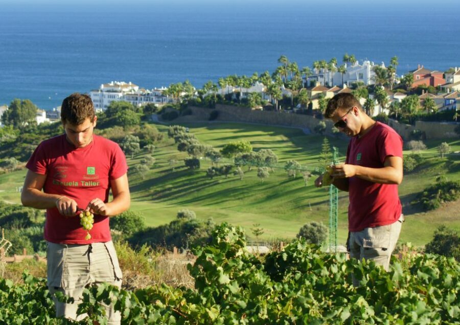 Manilva: Nilva Vineyard, Wine Tasting & Tapas Guided Tour - A Closer Look at the Manilva Wine Tour