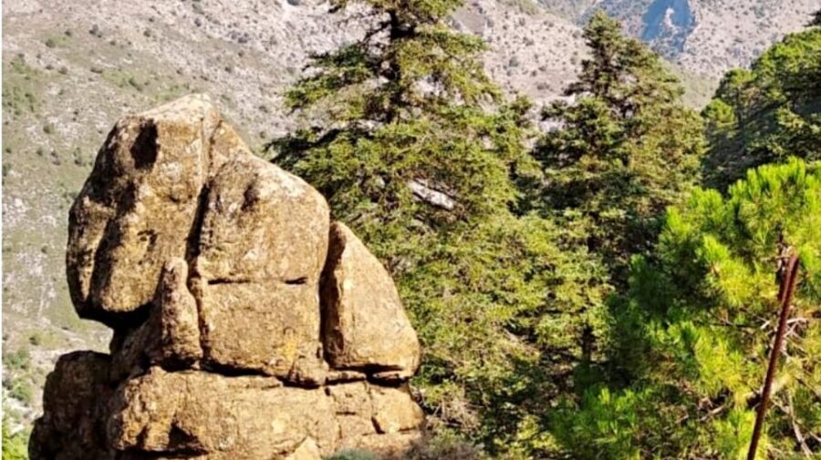 Marbella: Sierra de las Nieves National Park Hiking Day Trip - An In-depth Look at the Sierra de las Nieves Hiking Day Trip