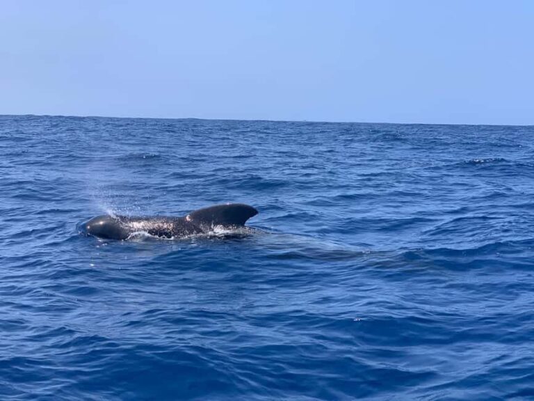 Marine EcoSafari: Whale Watching in a Luxury Zodiac with Hydrophone - A Close Look at the Marine EcoSafari Experience