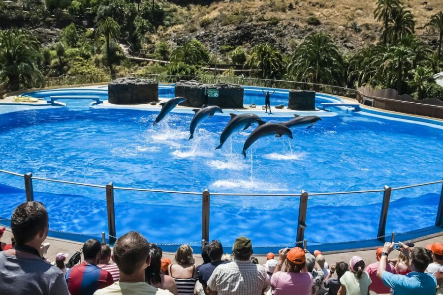 Maspalomas: Palmitos Park Ticket with Dolphin and Bird Shows - A Deep Dive into Palmitos Park: The Experience You Can Expect
