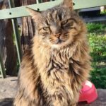 Meet the Cats of Acropolis and Thissio Private Tour - Who will love this experience?