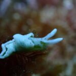 Menorca: 1 single dive (IMPORTANT: Certification REQUIRED) - FAQs
