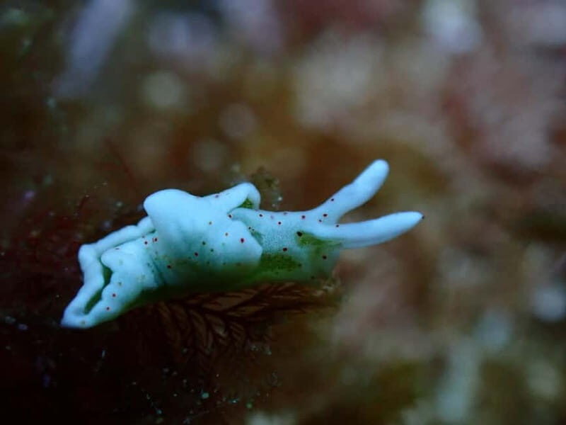 Menorca: 1 single dive (IMPORTANT: Certification REQUIRED) - FAQs