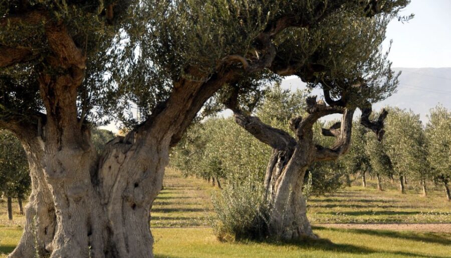 Midday Olive Oil Tour and Visit to Old Town of Belchite - A Closer Look at the Tour Experience
