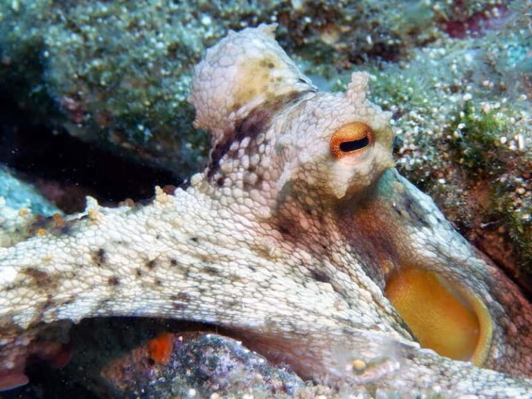 Mononaftis: Certified Scuba Diving - What to Expect During the Tour