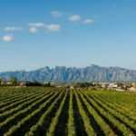 Montserrat & Cava Wineries Day Trip from Barcelona w/ Pickup - A Deep Dive into the Experience