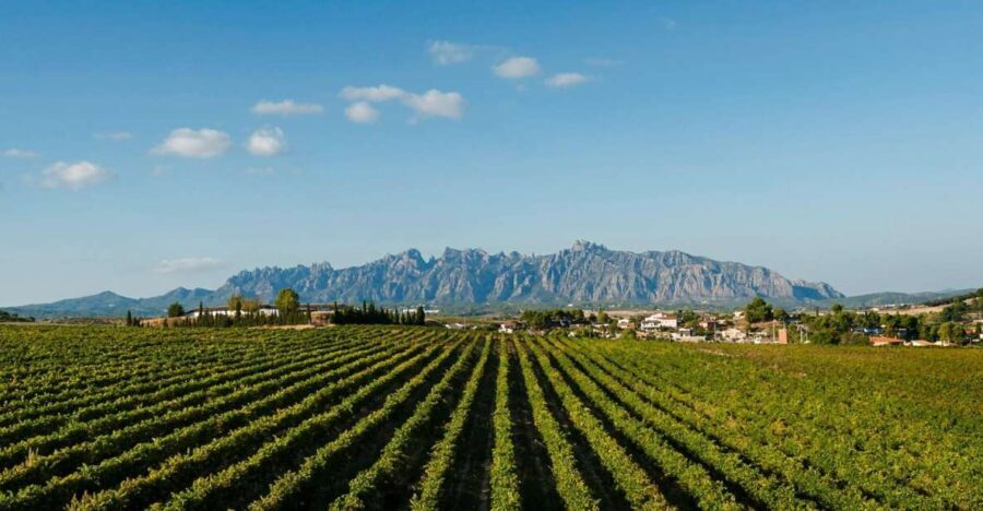 Montserrat & Cava Wineries Day Trip from Barcelona w/ Pickup - A Deep Dive into the Experience