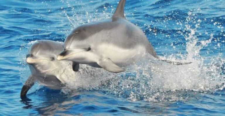 Morro Jable: Dolphin & Whale Watching Cruise, Drinks & Swim - A Deep Dive into the Experience