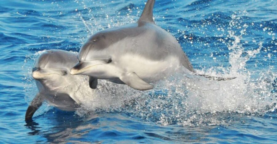 Morro Jable: Dolphin & Whale Watching Cruise, Drinks & Swim - A Deep Dive into the Experience