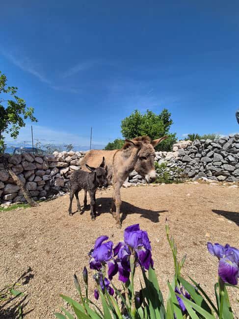 mrika (near Rijeka/Krk/Crikvenica) Donkey Farm Family Fun - The Bottom Line: Who Should Consider This Experience?