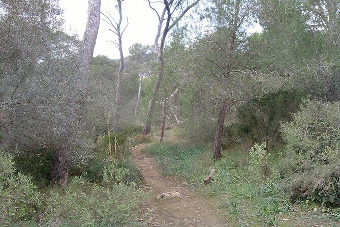 MTB guided tour in Bellver forest and Na Burguesa m.(E-MTB avai.) - The Ride Through Bellver Forest and Na Burguesa: A Detailed Look
