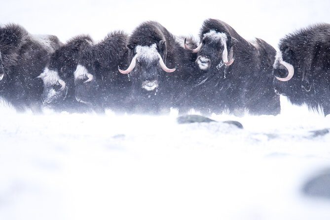 Musk ox Safari in Dovrefjell National Park from Oppdal - The Sum Up: Who Should Consider This Tour?
