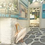 Mykonos: Old Town Walking Tour with Certified Local Guide - Final Thoughts
