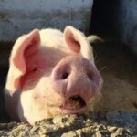 Naxos Farm Experience and cheese making - The Sum Up