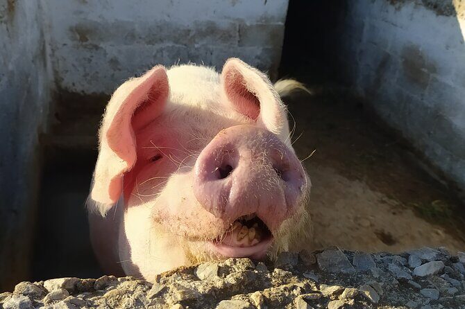 Naxos Farm Experience and cheese making - The Sum Up