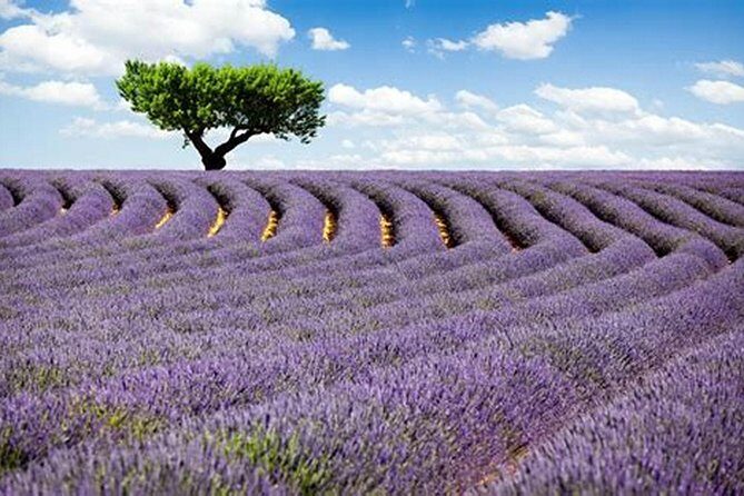 Nice: Gorges of Verdon and Fields of Lavender Tour - The Sum Up