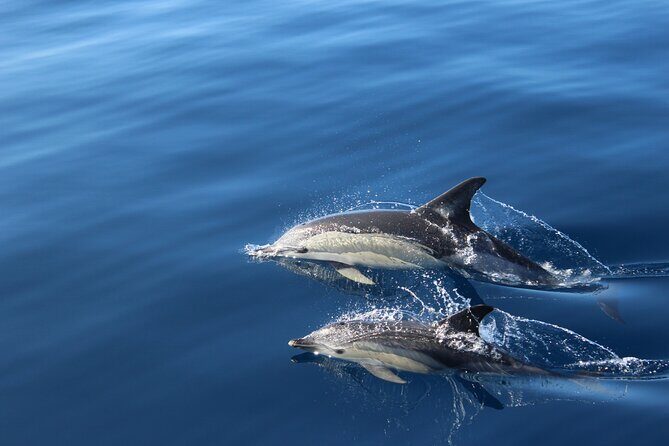 No chase Whale & Dolphin tour putting Marine Life first - we care - Who Will Love This Tour?