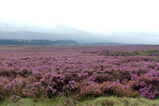 North York Moors and Whitby Day Tour from York - Real Travelers Perspectives