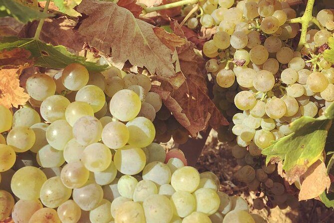 Northern Rhône Valley Wine tour from Lyon Half Day - A Detailed Look at the Rhône Valley Wine Tour