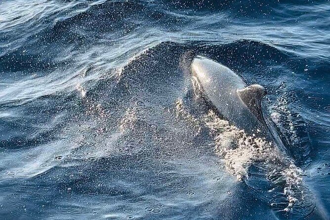 NP Brijuni Island Swimming & Dolphin Watching Sunset Cruise - What Travelers Are Saying