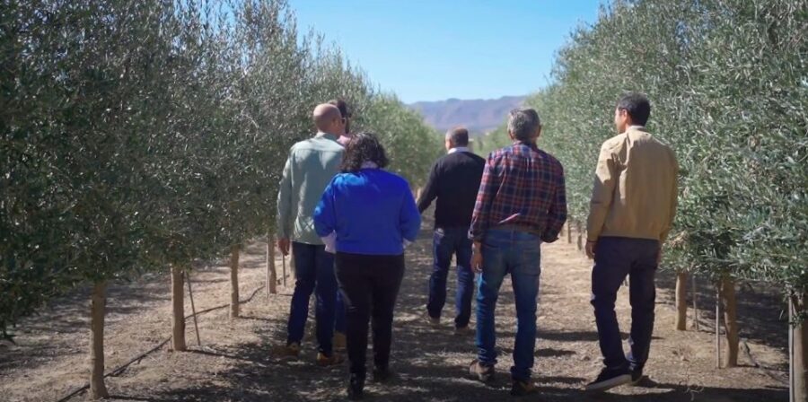 OleoAlmanzora: Guided tour & tasting + Pulpí Geode (6-hours) - A Deep Dive into the Pulpí Experience